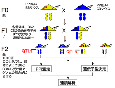 図2　QTL解析の手順