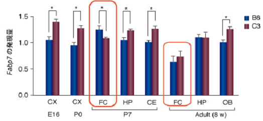図5　発生時期、脳部位別のFabp7遺伝子の発現量
