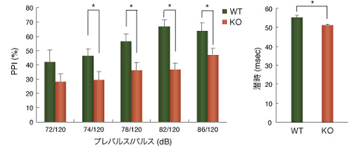 図7　Fabp7ノックアウトマウス（KO）と野生型マウス（WT）におけるPPIと潜時