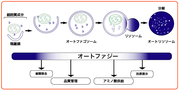 図１　オートファジー