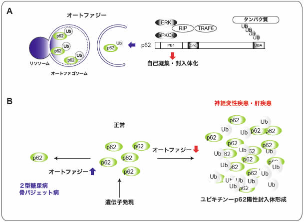 図４　p62たんぱく質レベルと病態発症