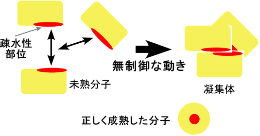 図2 凝集体形成のイメージ図