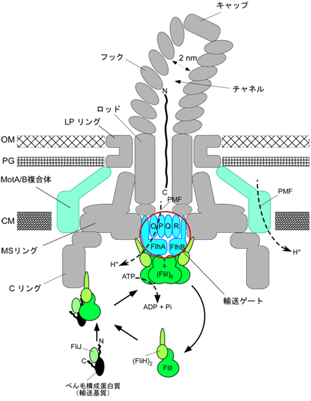 図２. べん毛たんぱく質輸送装置の模式図