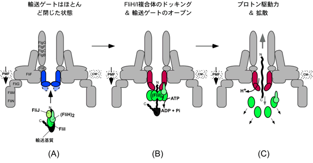 図3. ATPaseとプロトン駆動力の役割