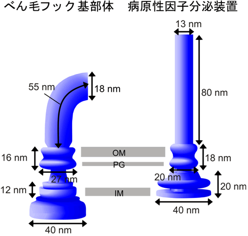 図4. べん毛たんぱく質輸送装置と病原性因子分泌装置の構造比較