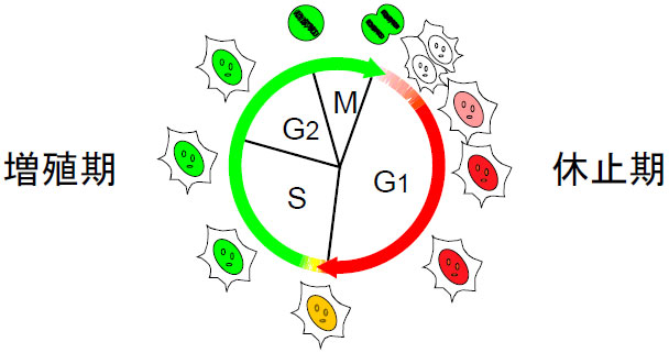 図1 細胞周期サイクル