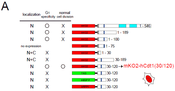 図2 Fucci（Fluorescent ubiquitination-based cell cycle indicator）の開発と性能評価