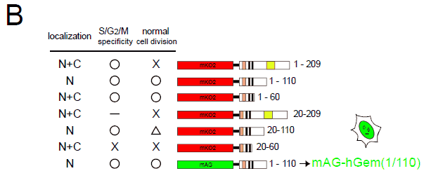 図2 Fucci（Fluorescent ubiquitination-based cell cycle indicator）の開発と性能評価