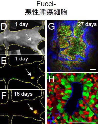 図4 Fucci発現細胞のヌードマウス移植実験