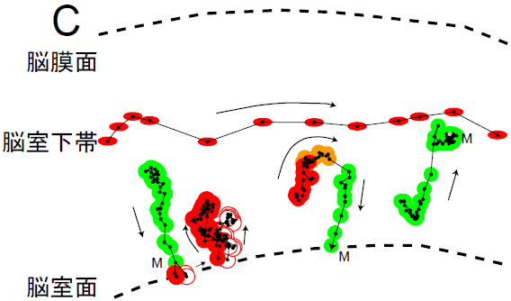 図7 Fucci-トランスジェニックマウスの脳原基におけるタイムラプスイメージング