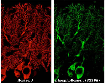 図１　Homer3のマウス小脳Purkinje細胞における分布とそのリン酸化