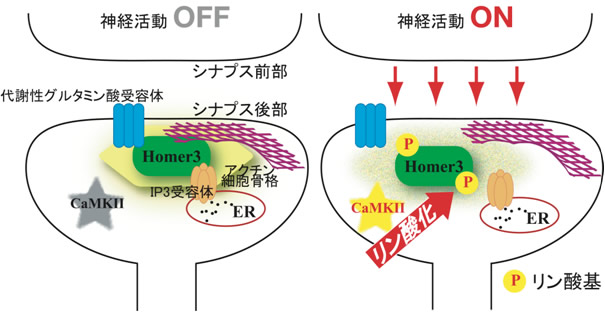 図4 シナプス後部におけるHomer3リン酸化の機能