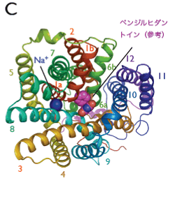 図1