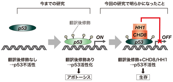 図３