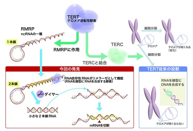 図３　テロメレース逆転写酵素（TERT）の２つの機能