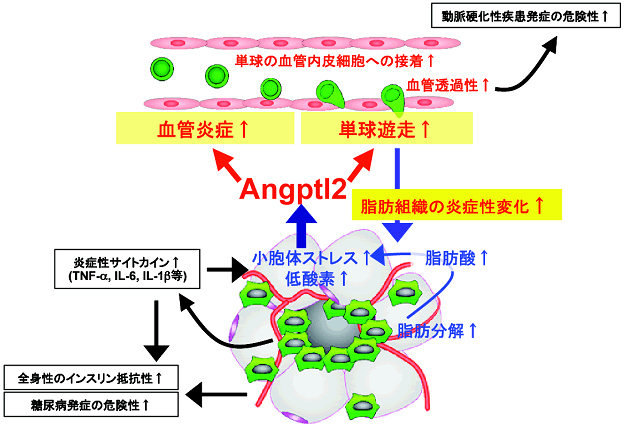 図６　肥満の内臓脂肪組織におけるAngptl2の役割