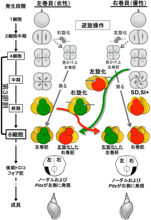 図１