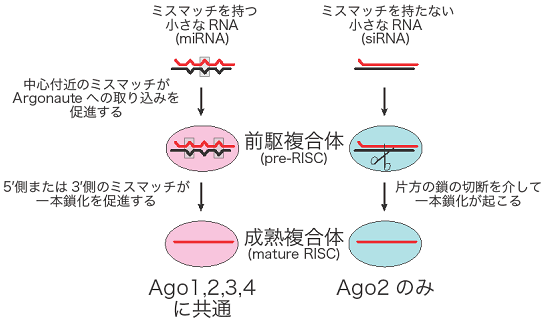 図１