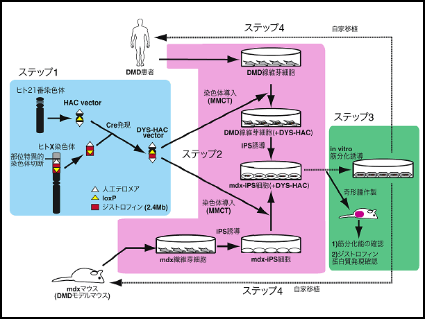 図１