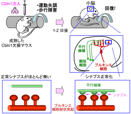 図２