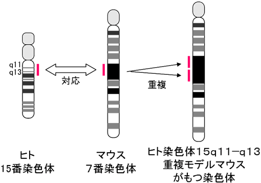 図１