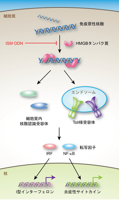 図１