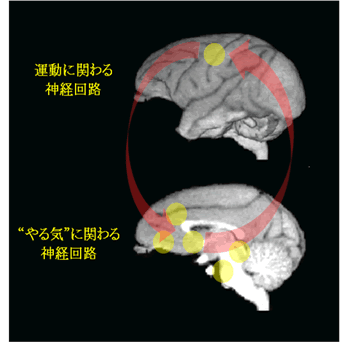 図２　運動機能回復期の脳の活動とその関連性