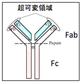 図３