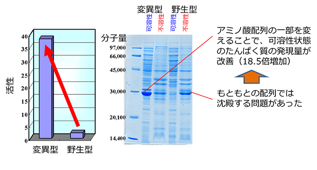 図２　植物由来酵素のアミノ酸配列の一部置換による可溶性発現の例