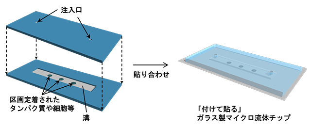 図１　「付けて貼る」ガラス製マイクロ流体チップの概要