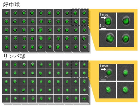 図３　２種類のマウスの白血球の画像を本技術でとらえた像