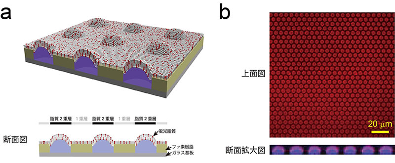 図１　超高密度人工生体膜チップ模式図および蛍光画像