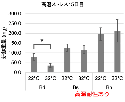 図2　ミナトカモジグサ種植物における高温耐性の違い