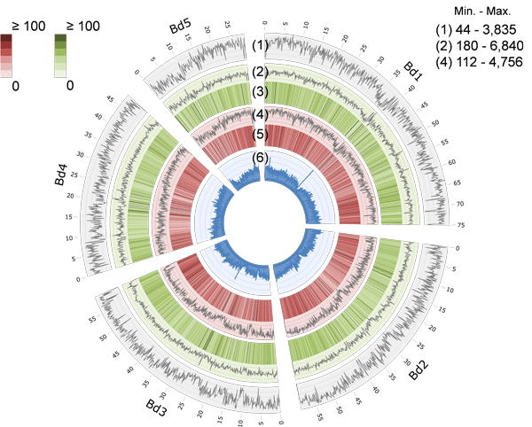図3　ミナトカモジグサ種植物のゲノムの比較