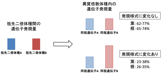 図4　異質倍数化による遺伝子の発現様式の変化