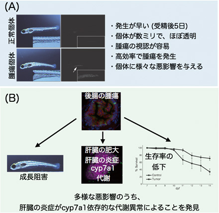 å³ï¼ãæ°ããã¼ãã©ãã£ãã·ã¥è«çã¢ãã«ã®ç¹å¾´ã¨æ¬ç ç©¶ãæããã«ããè«çï¼èèã¯ã­ã¹ãã¼ã¯