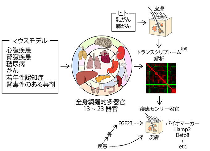 図　全身網羅的多器官遺伝子発現地図（ｉＯｒｇａｎｓ Ａｔｌａｓ）