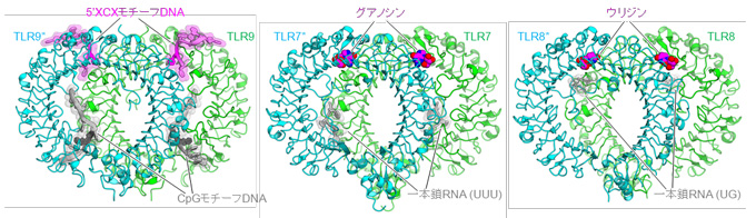 図２　ＴＬＲ９とＴＬＲ７／８の活性化型二量体構造の比較