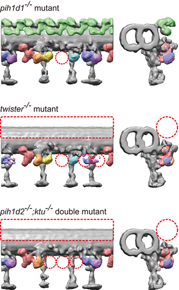 Figure 2: Mutant spermatozoa