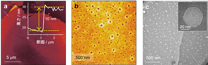 図3 カーボンナノリング分子薄膜の原子間力顕微鏡像(a,b)と透過型電子顕微鏡像(c)