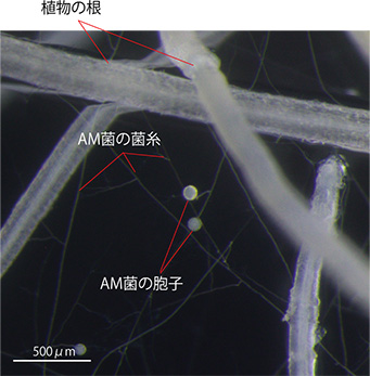 図２　アーバスキュラー菌根菌と植物根