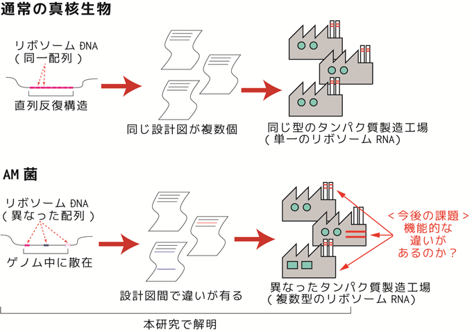 å³ï¼ãã¾ã¨ãã¨å±æ