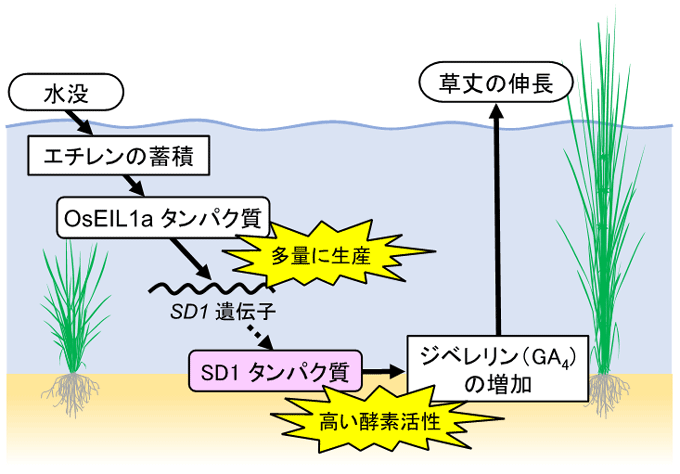 図２　浮きイネの水没に応答した草丈伸長のメカニズム