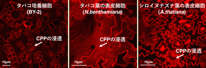 図　植物細胞に透過する細胞膜透過性ペプチド（ＣＰＰ）（赤色）