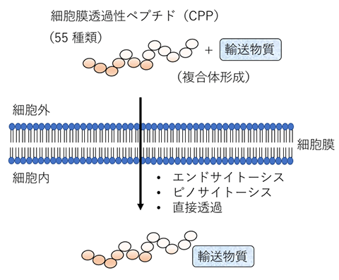 図１　細胞膜透過性ペプチド（ＣＰＰ）の概略図