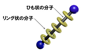 図１（ａ）ポリロタキサン分子の模式図