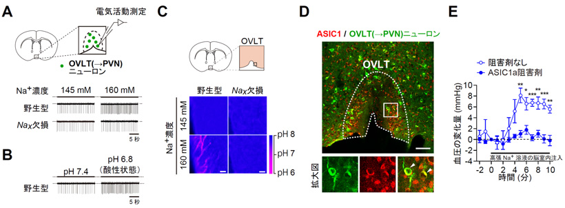 図4　Naxの活性化は、酸の放出とそれに伴うASIC1aの活性化を誘導し、 OVLT(→PVN)ニューロンの活動を亢進させることで血圧を上昇させる 