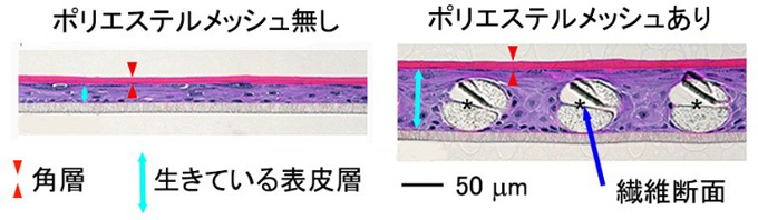 図２　ＨＥ染色法を用いた表皮モデル断面画像