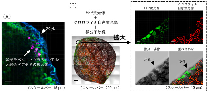 図１　ペプチド－プラスミドＤＮＡ複合体を導入したシロイヌナズナの葉の蛍光画像