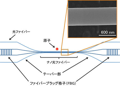 図１　ナノ光ファイバー共振器と原子を用いた共振器量子電気力学系の模式図
